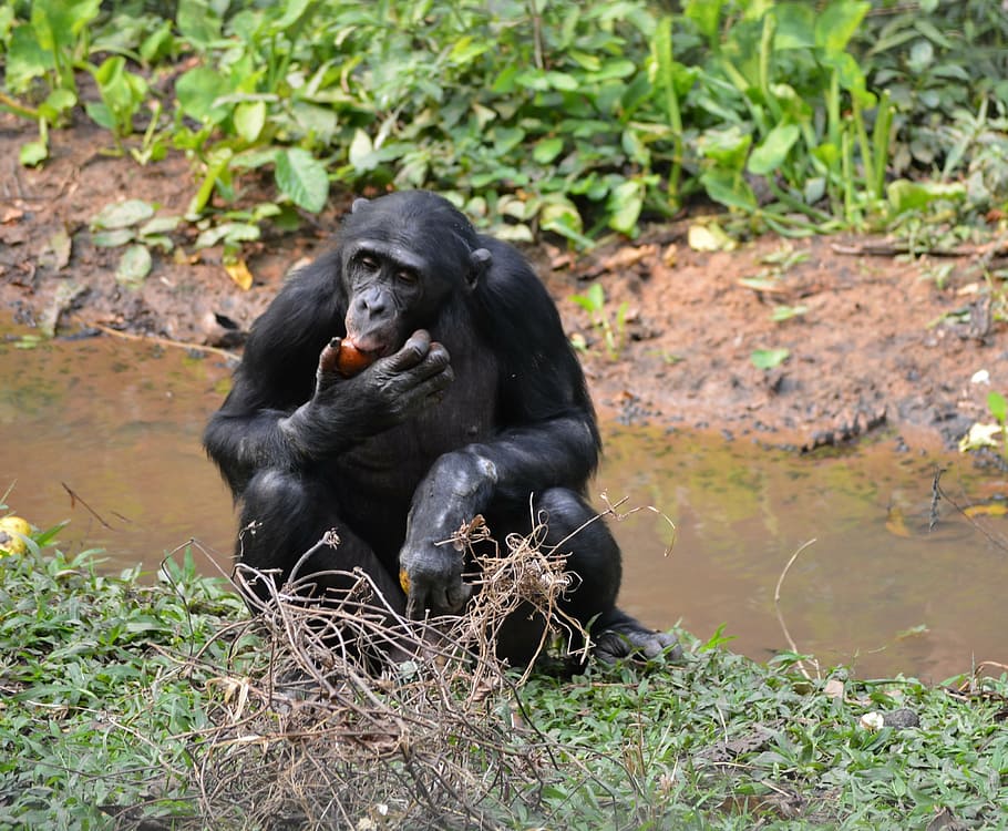 bonobo, lola ya bonobo, democratic republic of congo, kinshasa, HD wallpaper