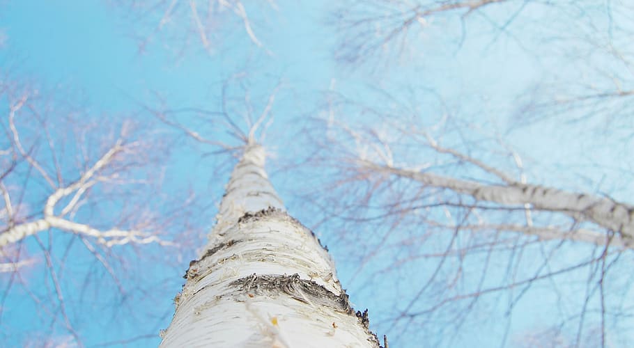 white tree, birch, winter, sky, twig, nature, republic of korea HD wallpaper