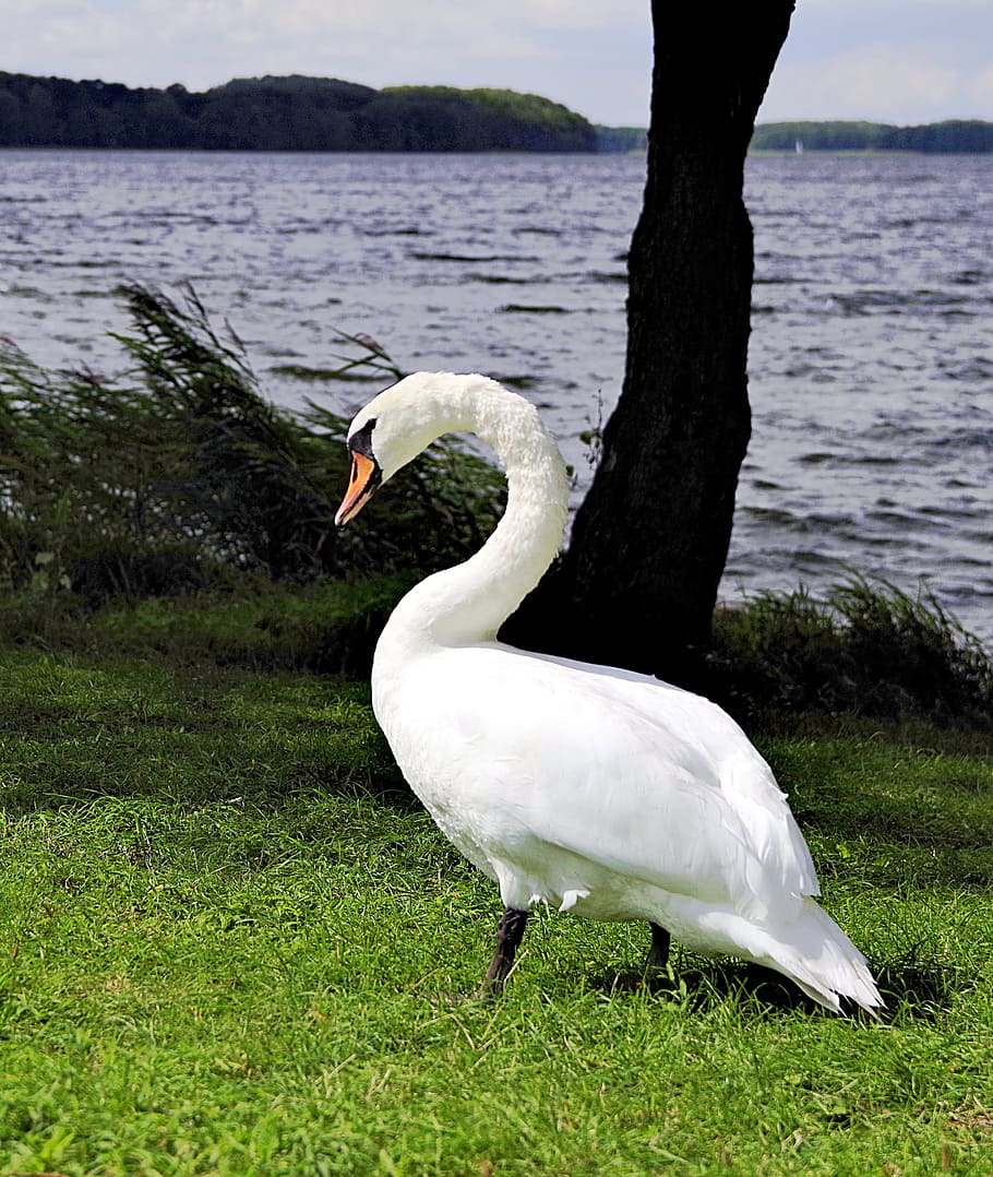 swan, swans, case, beach, grass, bird, amp shipping, white HD wallpaper