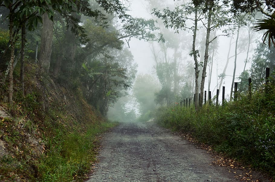 forest covered by fog, dirt road between trees at daytime, country HD wallpaper