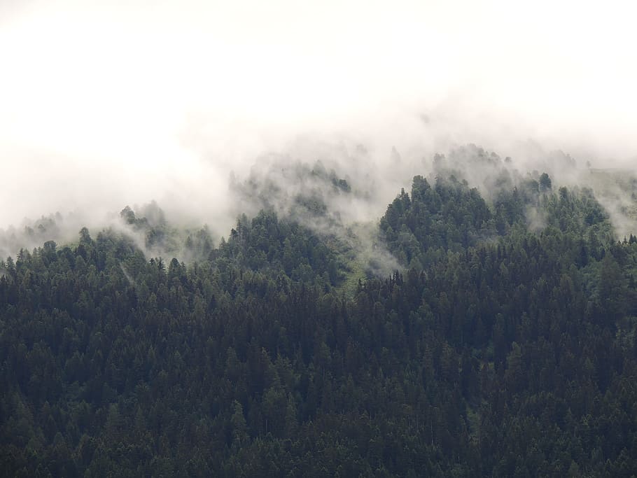 forest surround with fogs, trees on mountain under white clouds HD wallpaper