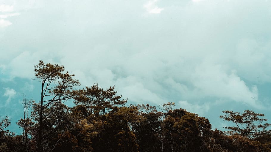 Scenic View of the Trees, clouds, dawn, environment, forest, idyllic HD wallpaper