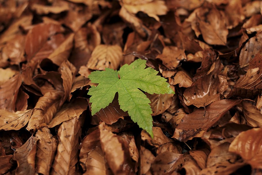 leaf, autumn, leaves, forest, fall foliage, green, nature, plant HD wallpaper