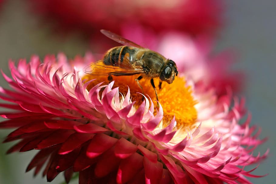 hoverfly, insect, blossom, bloom, flower, nectar, compound HD wallpaper