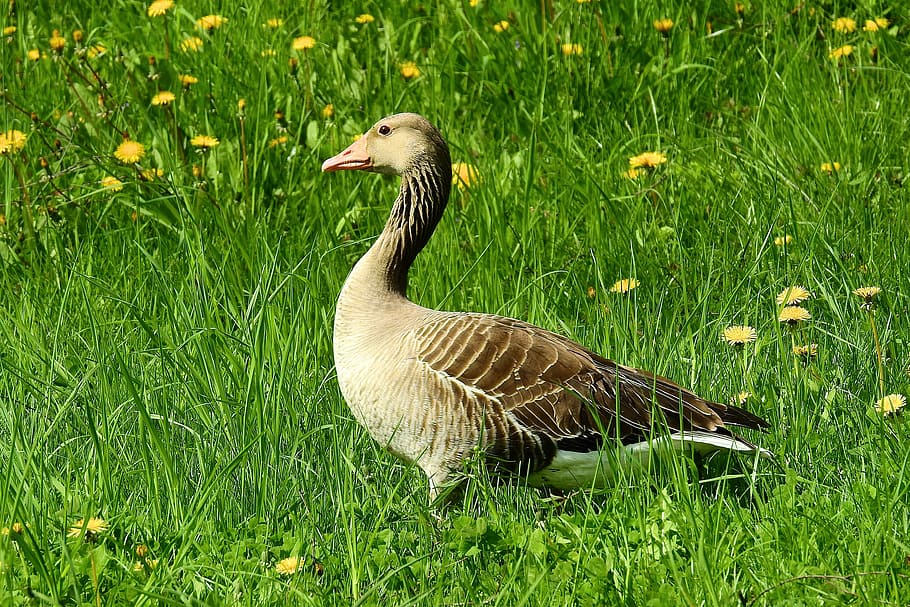 lawn, nature, spring, grass, goose, bird, animals in the wild HD wallpaper