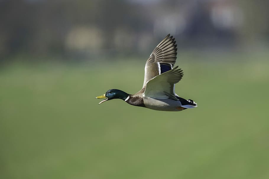 shallow focus photo of flying goose, flying mallard duck in selective focus photography, HD wallpaper