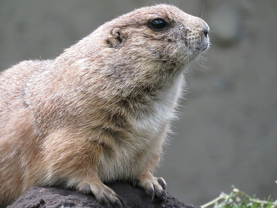 HD wallpaper: Prairie Dog, Rodent, gunnison's prairie dog, cynomys ...