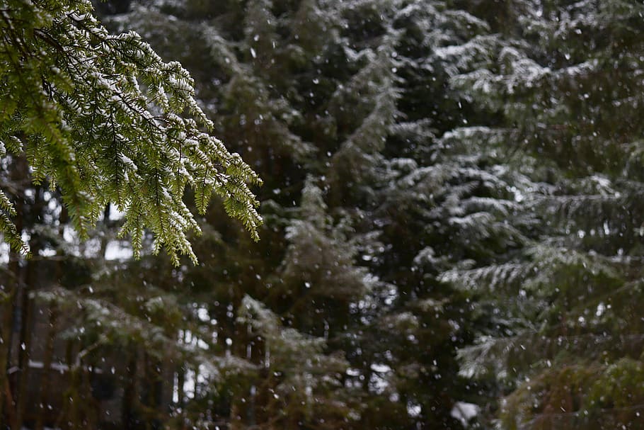 Let it snow, forest during snow weather, tree, snowing, pine HD wallpaper