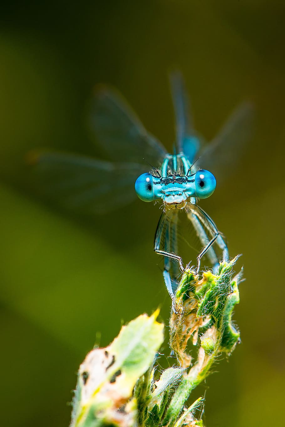 closeup photo of blue damselfly perched on green plant, dragonfly HD wallpaper