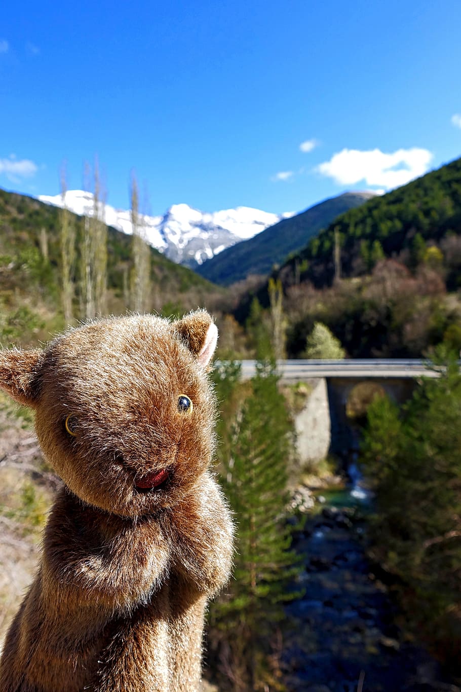 wombat, fun, marsupial, puppet, creature, animal, wildlife HD wallpaper