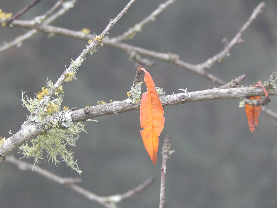 autumn, leaf, color, orange, orange color, focus on foreground HD wallpaper