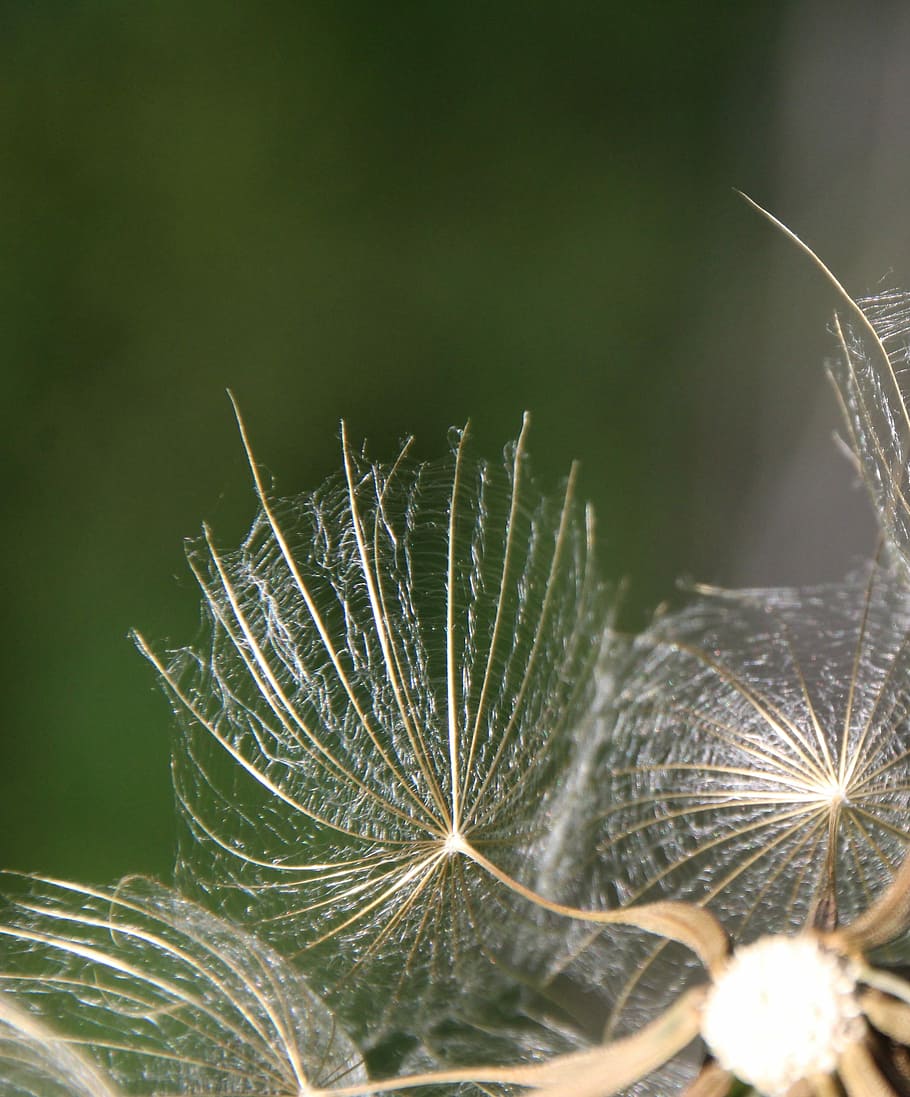 Dandelion, Screen, growth, nature, plant, close-up, uncultivated HD wallpaper