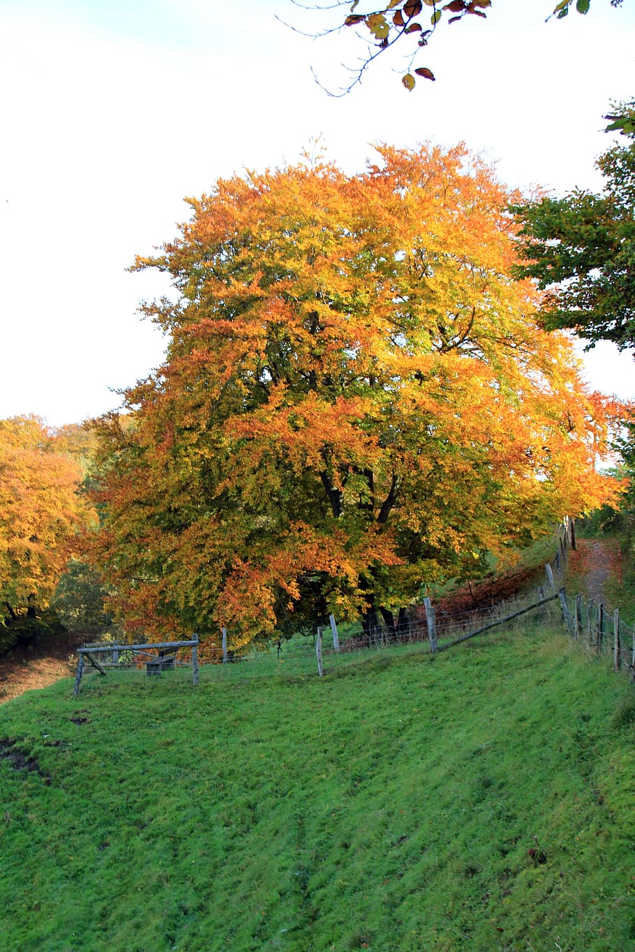 Teutoburg Forest, Tree, autumn, landscape, away, fence, schwalenberg, HD wallpaper