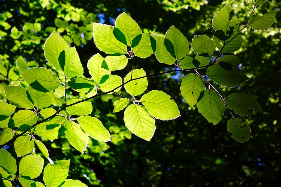 green leaf plant, beech, branch, nature, tree, growth, bright HD wallpaper