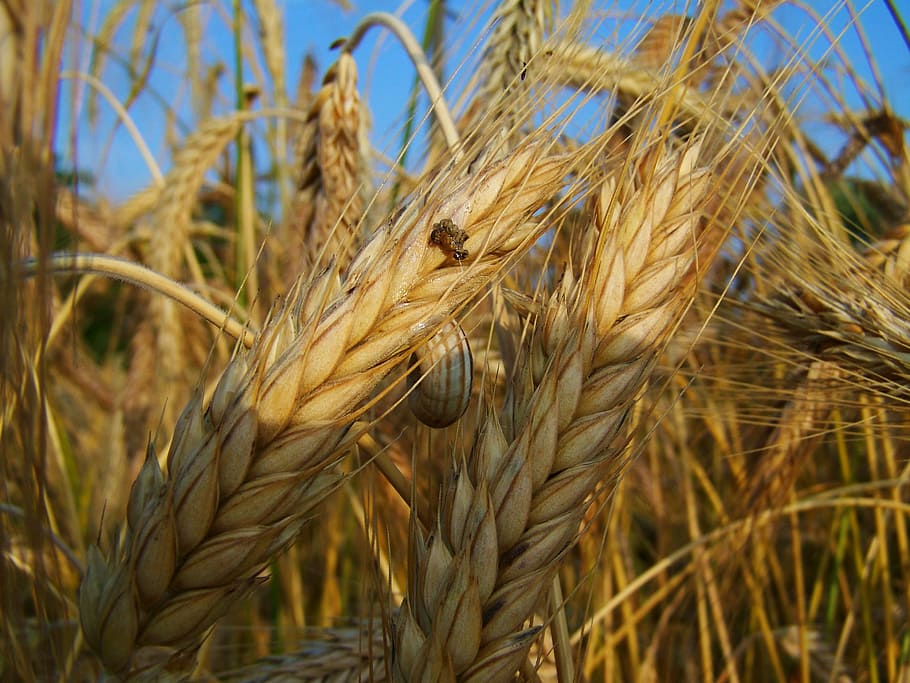 rye, mature grain, summer, agriculture, cereal plant, crop HD wallpaper