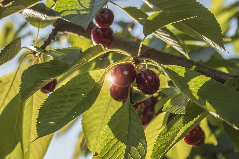 cherries, cherry, tree, fruit, red, ripe, delicious, fresh HD wallpaper