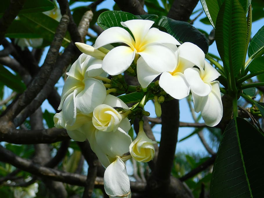 Flower, Spring, Shades, White, may, plants, south, nature, white flowers HD wallpaper