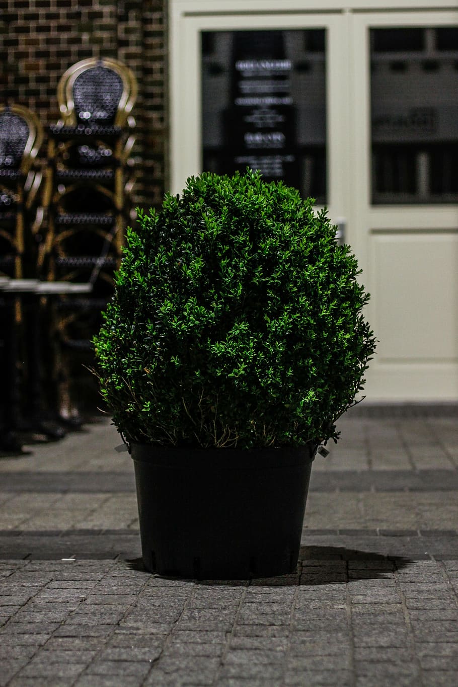 cafe, plant, pot, green, garden, flower, spring, growth, potted HD wallpaper