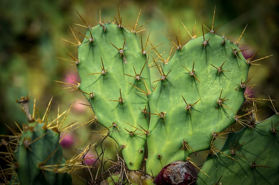 nature, plant, cactus, prickly pear, green, close, heart, love, HD wallpaper