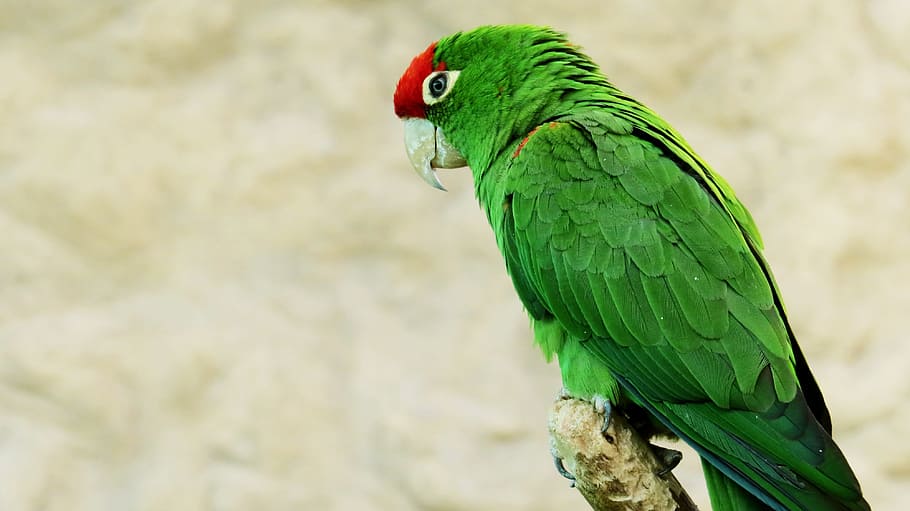 selective focus photography of green parrot, Ave, Animals, Macaw HD wallpaper
