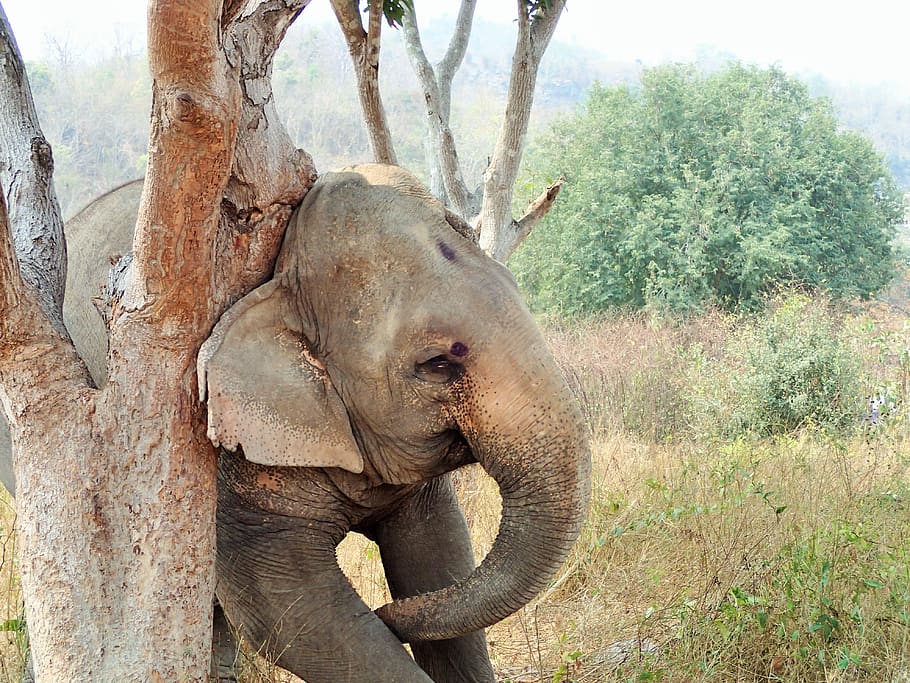 elephant, holy, tree, nature, animals in the wild, mammal, animal themes HD wallpaper