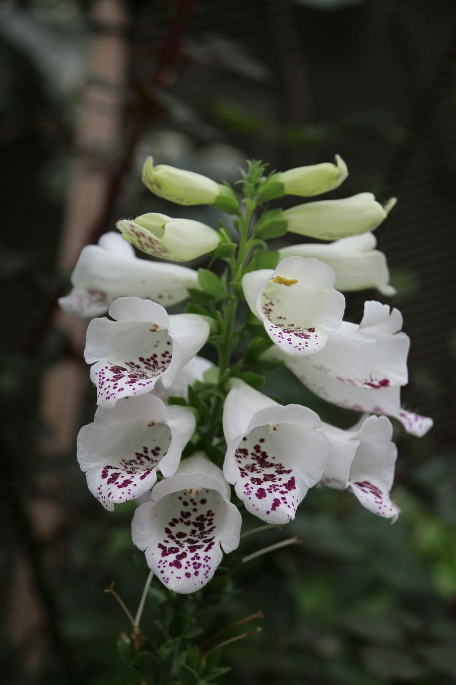 Digitalis, White, Flower, Nature, Spring, floral, plant, green HD wallpaper