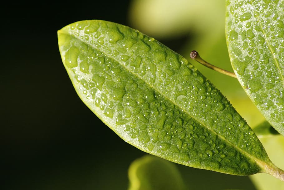 leaf, dew, nature, raindrops, green, green color, water, close-up HD wallpaper