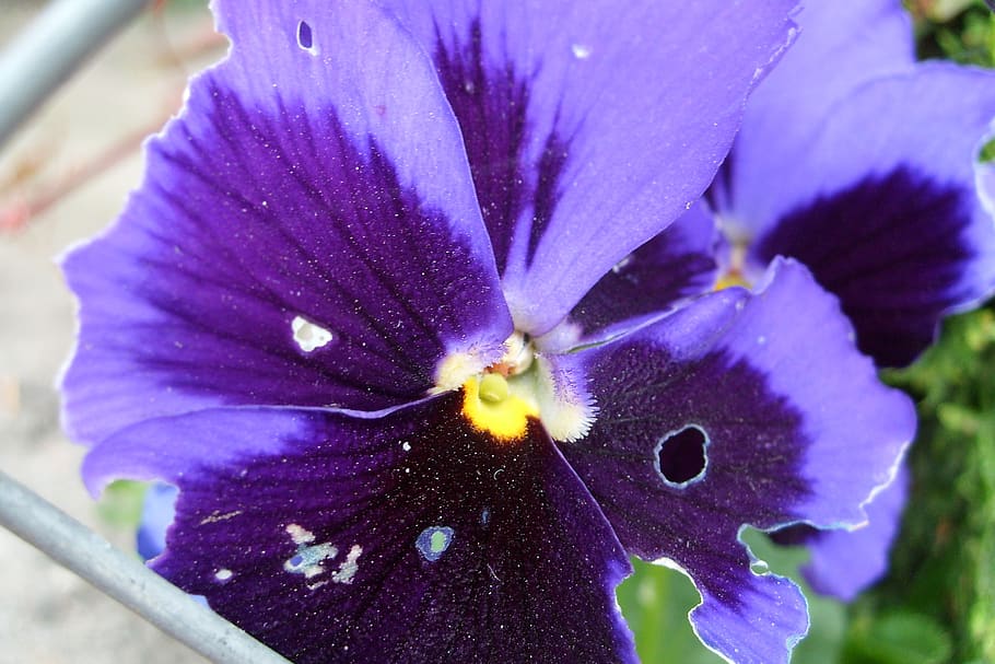pansy, flower, violet, flowering plant, petal, vulnerability HD wallpaper