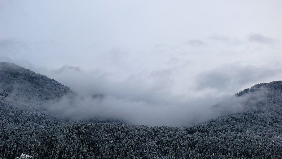 trees and hill coated with fog during daytime, mountain covered with fogs HD wallpaper