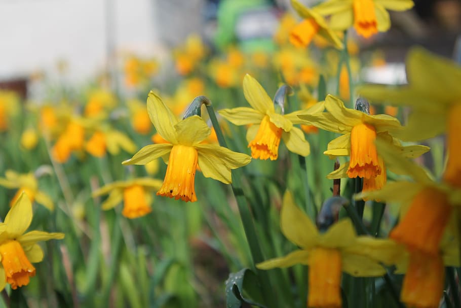 daffodils, spring, yellow, green, flower, nature, daffodil field HD wallpaper
