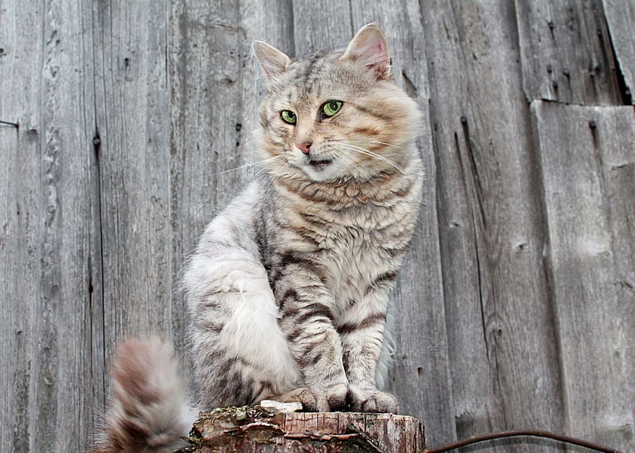 cat sitting on stump, cats, pet, gray cat, fluffy cat, one animal HD wallpaper