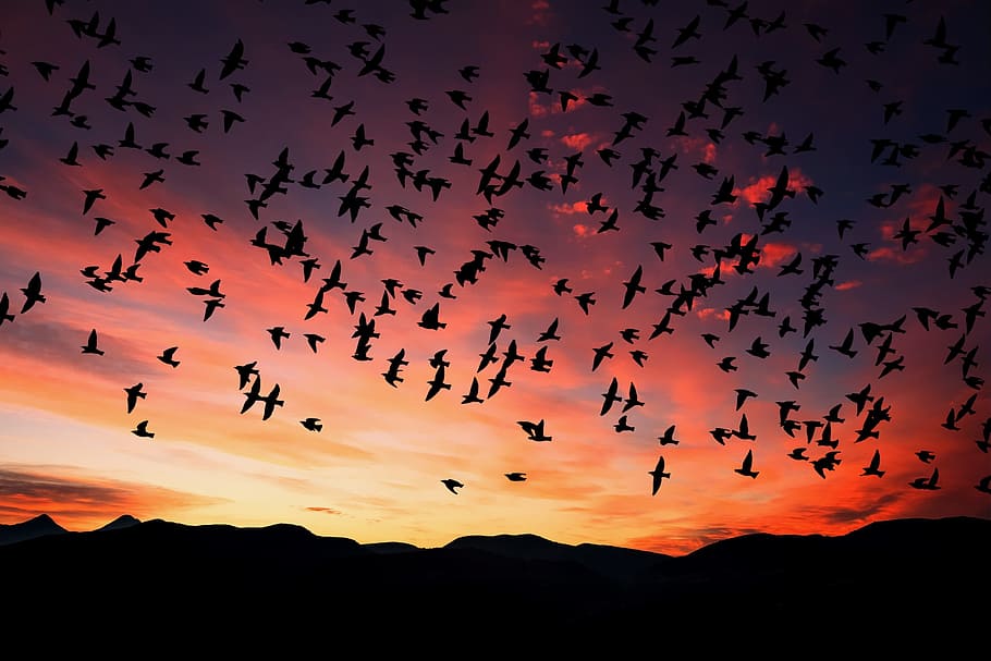silhouette of flock of birds flying during sunset, dusk, sky HD wallpaper