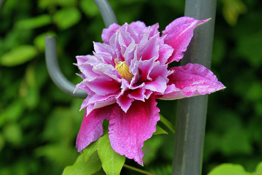 close-up photo of pink flower, blossom, bloom, clematis, flowering plant HD wallpaper