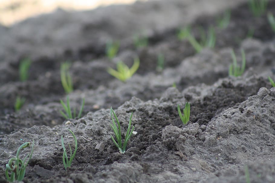 spring, nature, onion, plant, growth, dirt, new life, seedling HD wallpaper