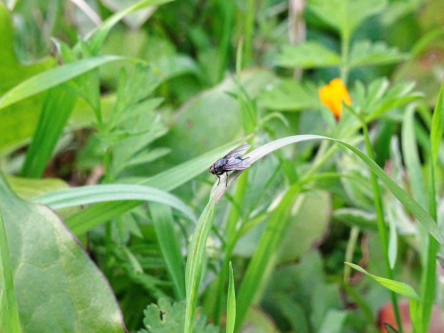 fly, insect, nature, ypaithro, insects, spring, invertebrate HD wallpaper