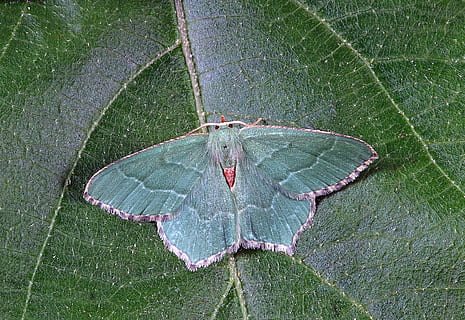 Moth, Close Up, Nature, Insect, Macro, bug, wildlife, entomology HD wallpaper