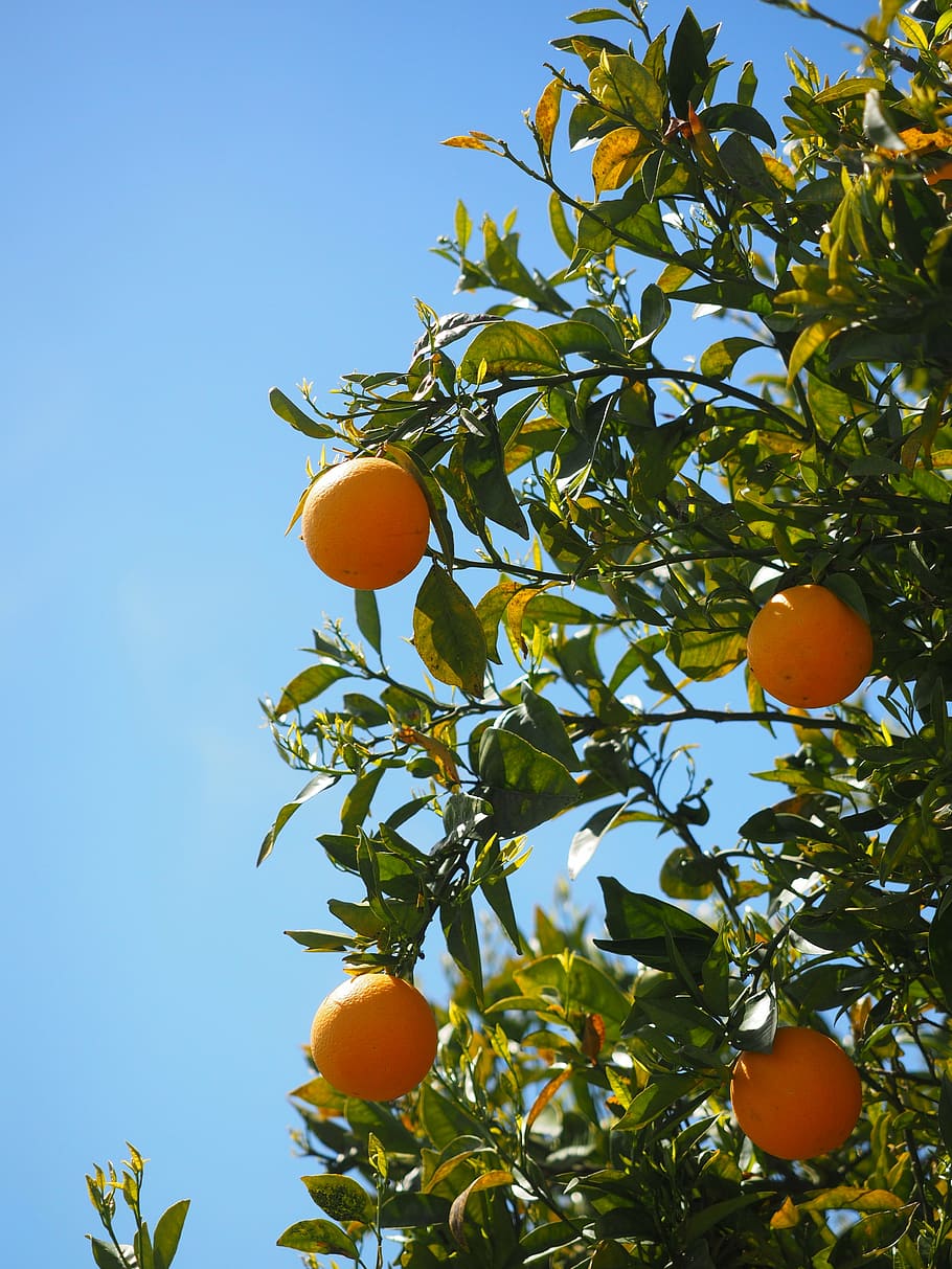 oranges, fruits, orange tree, citrus fruits, leaves, aesthetic