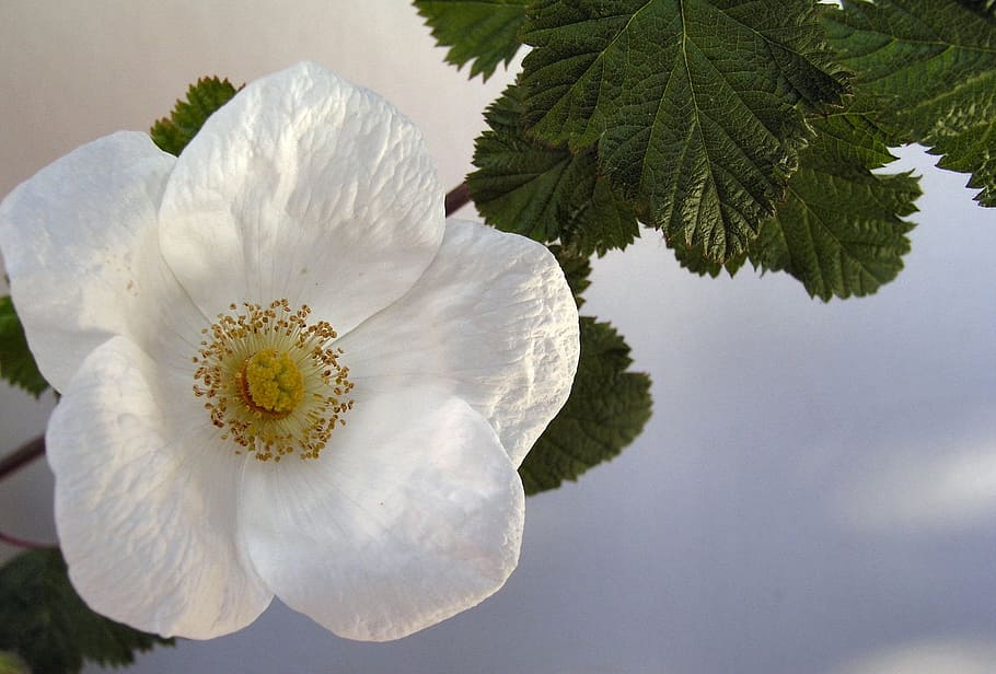 flower, bloom, tree, plant, flowering plant, beauty in nature HD wallpaper