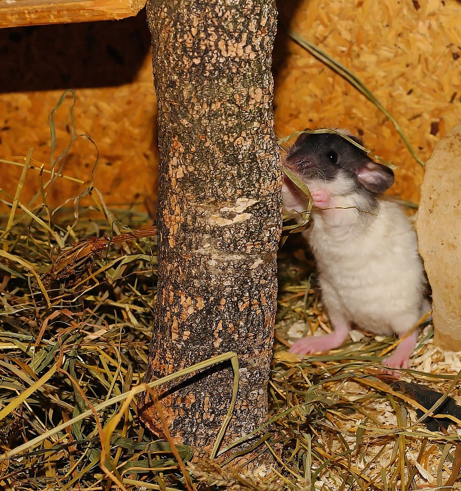 rat, standing, rodent, cute, young animal, curious, mammals HD wallpaper