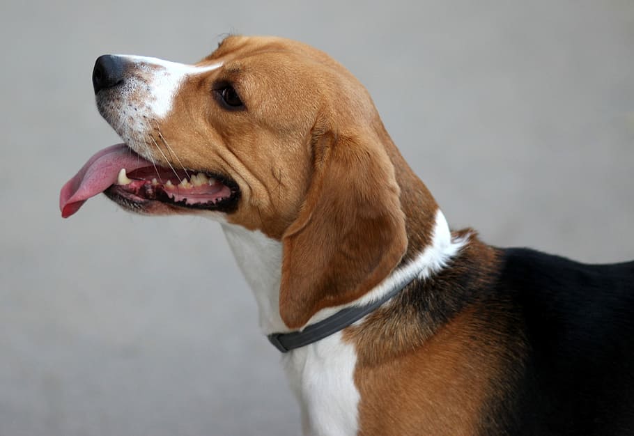 are beagles cheerful dogs