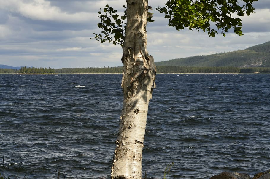 birch, water, arjeplog, tree, sky, cloud - sky, plant, nature HD wallpaper