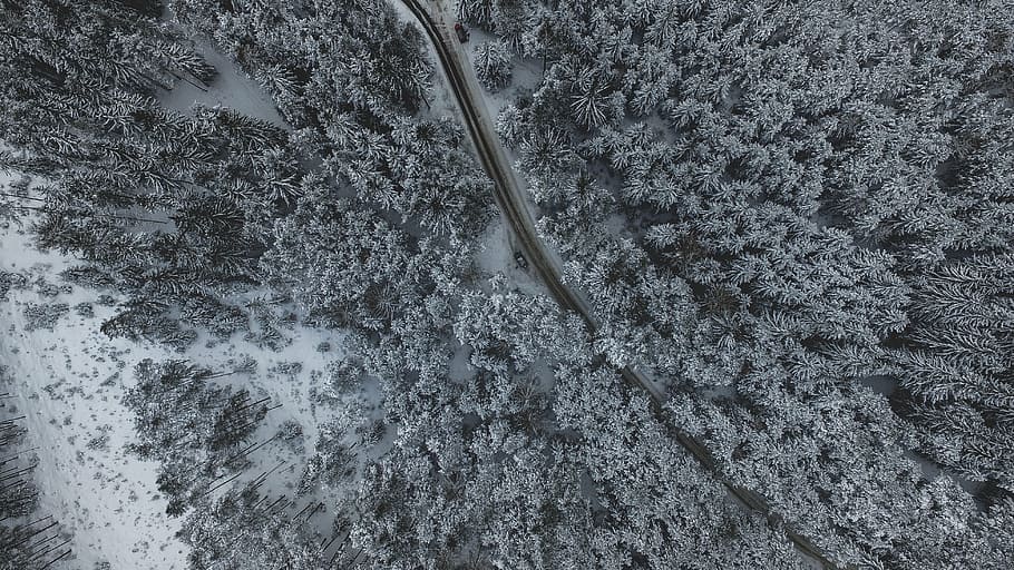 high-angle photography of forest, snow, winter, white, cold HD wallpaper