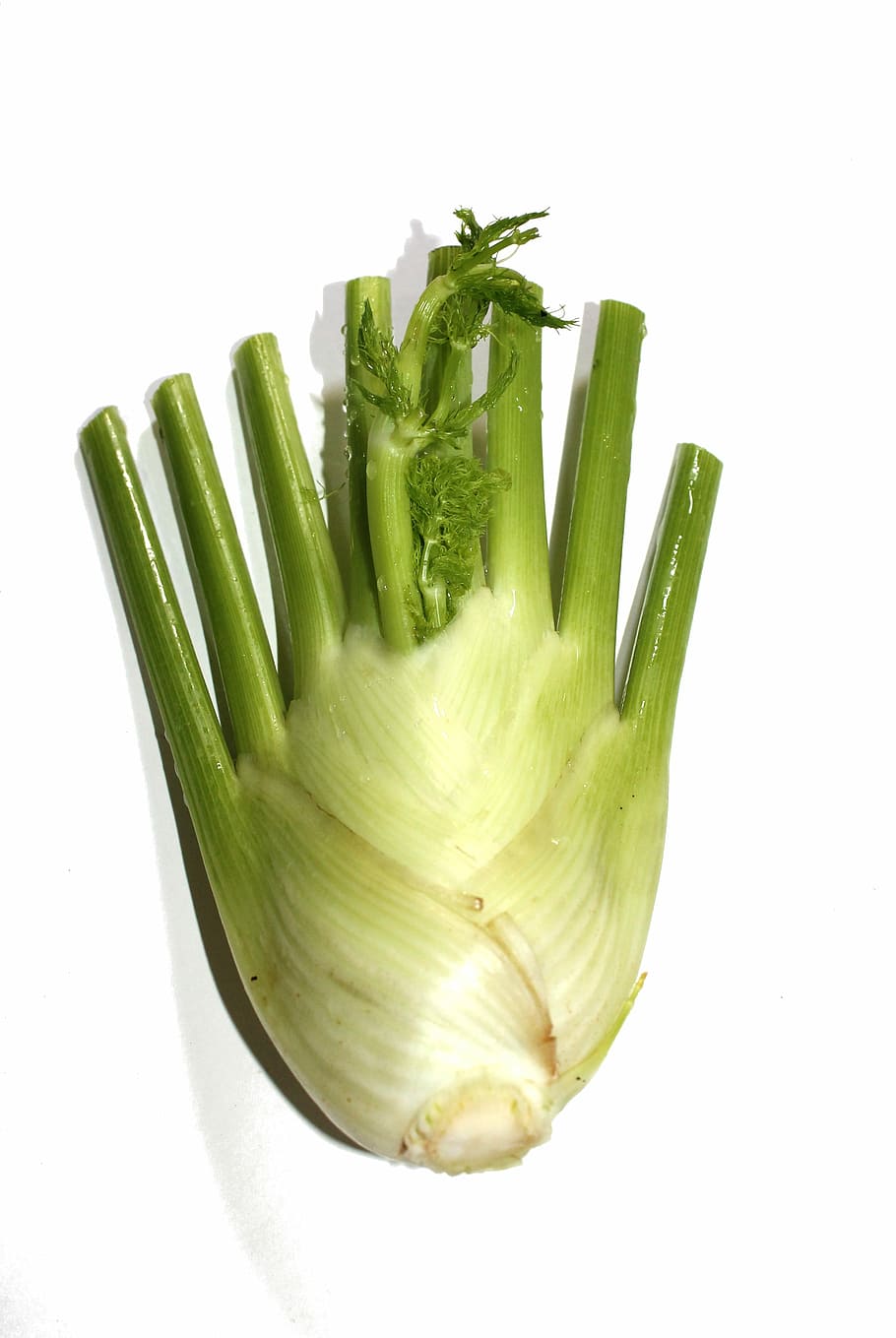 Fennel, Vegetable, Herbs, Healthy, Plant, food, raw, green color HD wallpaper
