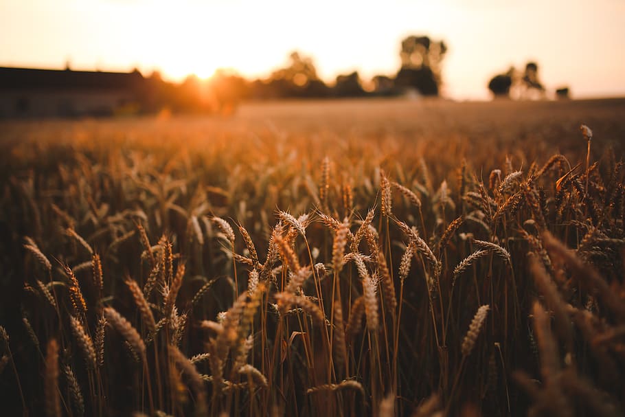 selective photography of grass, sunset, grain, field, summer HD wallpaper