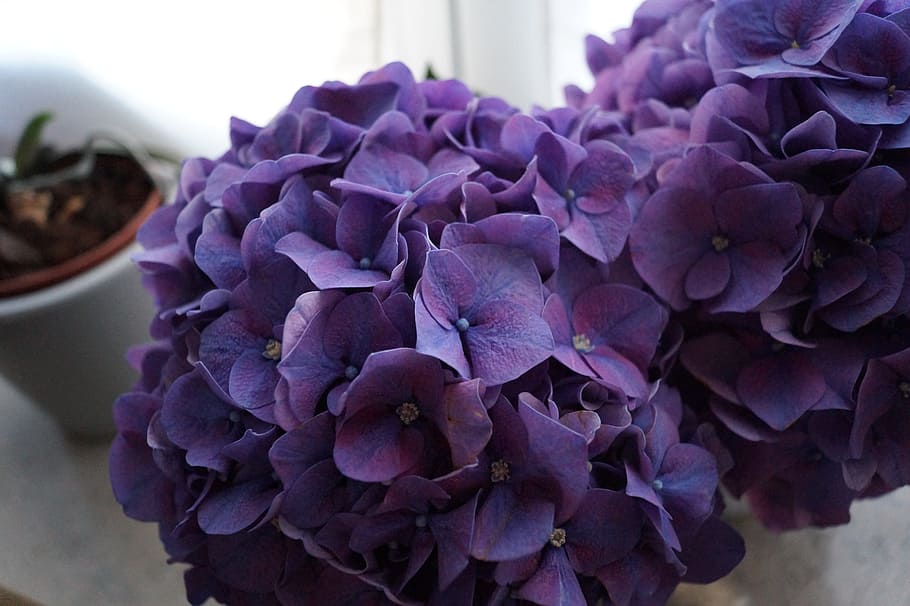 hydrangea, purple, flower, blossom, bloom, orchid, flowering plant HD wallpaper