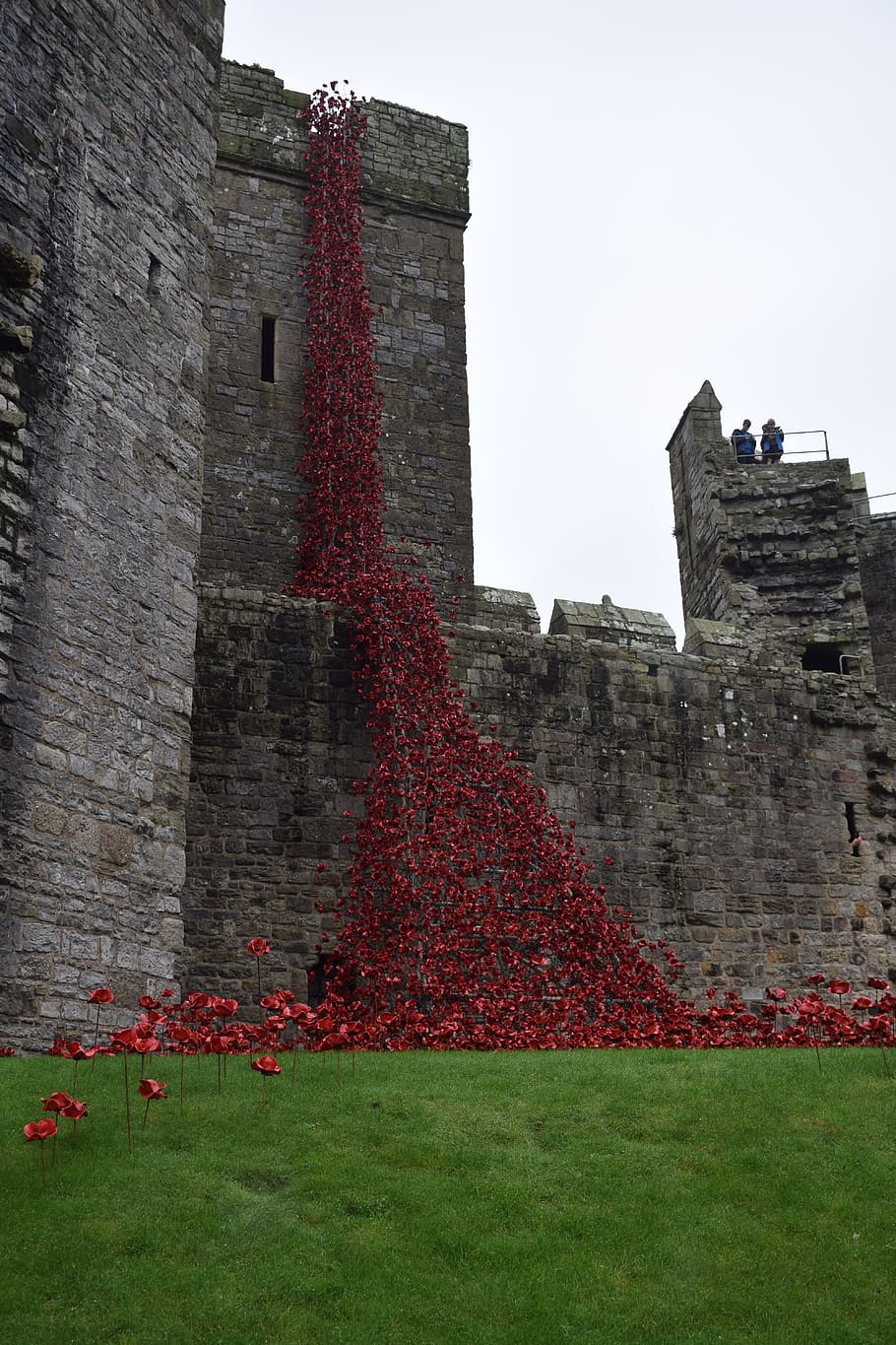 Carnarvon, Castle, Window, Weeping, history, red, building exterior HD wallpaper