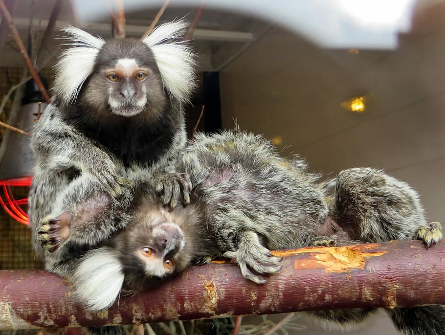 marmoset, monkey, callithrix, cébidés, épouillage, zoo, primate, HD wallpaper