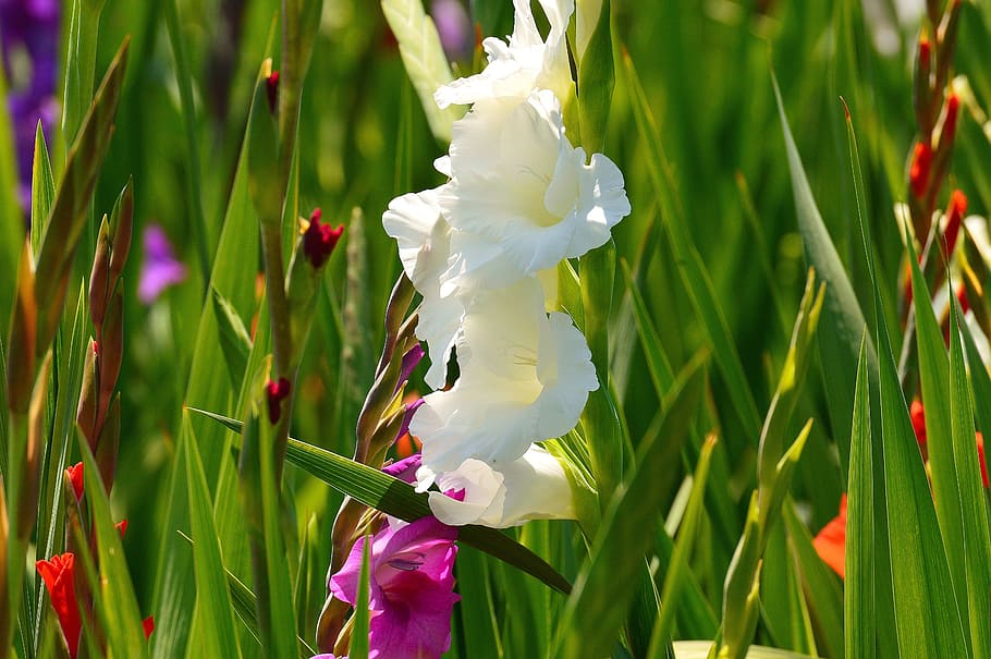 gladiolus, white, summer, various colors, nature, flowers, grow HD wallpaper