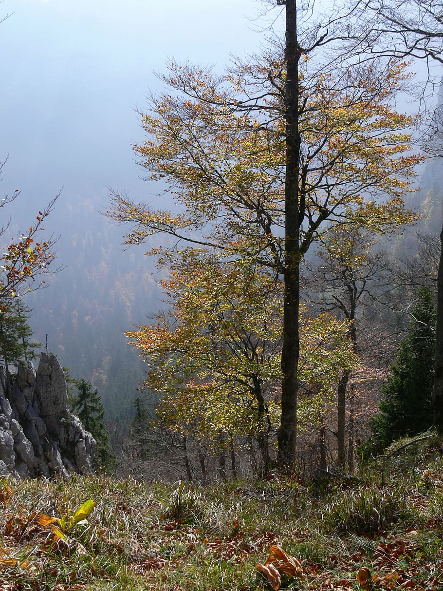 landscape, tree, fall, nature, forest, switzerland, plant, tranquility HD wallpaper