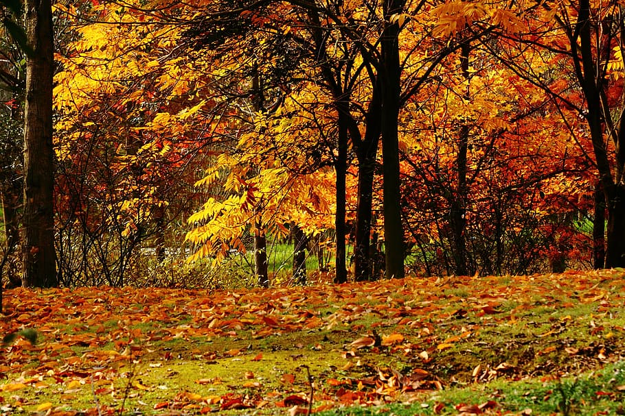 Late Autumn Desktop Wallpaper